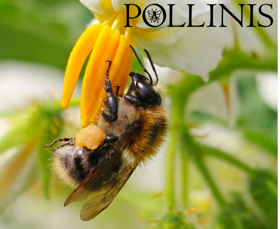Pollinis